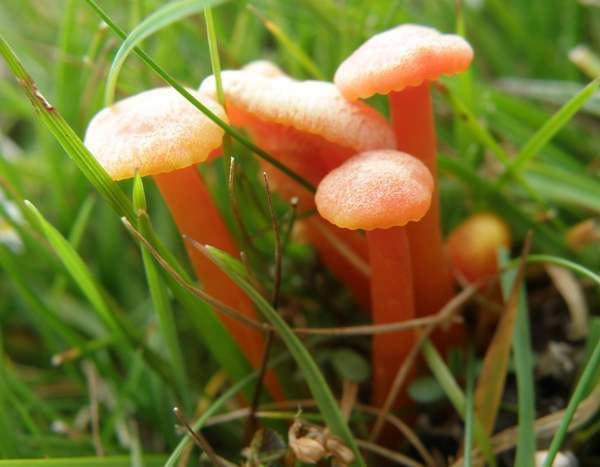 Hygrocybe cantharellus Hygrocybe cantharellus Goblet Waxcap mushroom