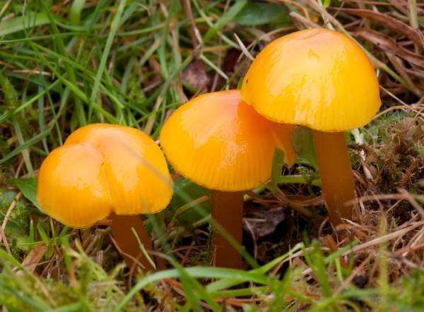 Hygrocybe chlorophana Hygrocybe chlorophana Golden Waxcap mushroom
