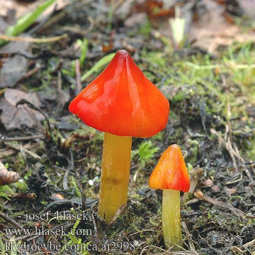 Hygrocybe conica Coneshaped Waxy Cap Hygrocybe conica