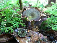 Hygrocybe prieta httpsuploadwikimediaorgwikipediacommonsthu