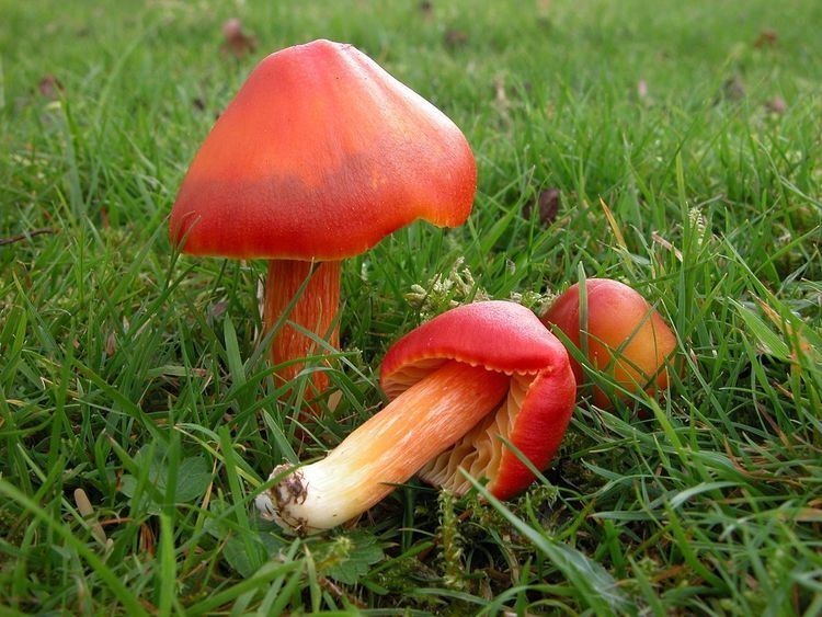 Hygrocybe punicea Hygrocybe punicea Wikipedia