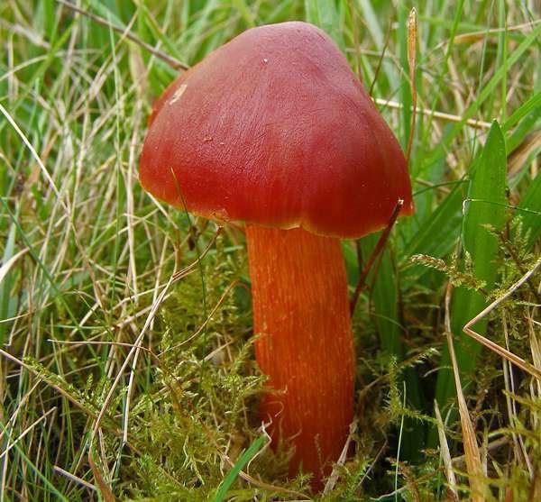 Hygrocybe punicea Hygrocybe punicea Crimson Waxcap mushroom