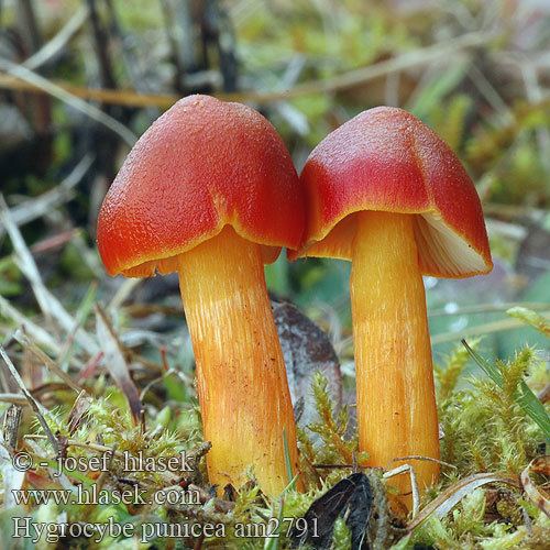 Hygrocybe punicea Righthand cap Hygrocybe punicea