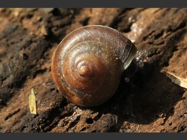 Hygromia cinctella Hygromia cinctella Girdled Snail images from Roscadghill Parc