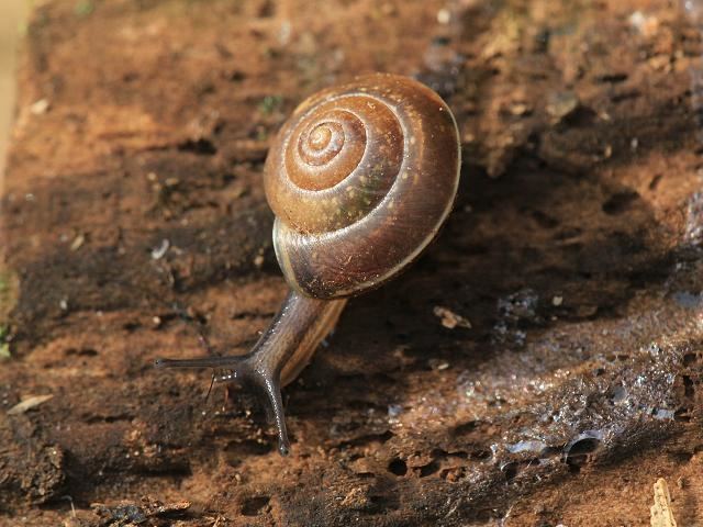 Hygromia cinctella Hygromia cinctella Girdled Snail images from Roscadghill Parc