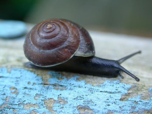 Hygromia cinctella The Girdled Snail Hygromia cinctella Please send records