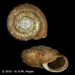 Hygromiidae HYGROMIIDAE Shells For Sale Conchology Inc