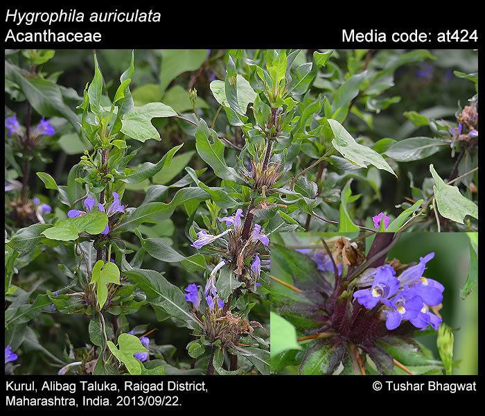 Hygrophila auriculata Larval host plants Hygrophila auriculata Butterflies of India