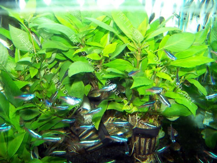 Hygrophila corymbosa How to grow and propagate Hygrophila corymbosa in tanks