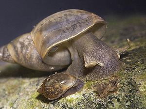 Hygrophila (gastropod)