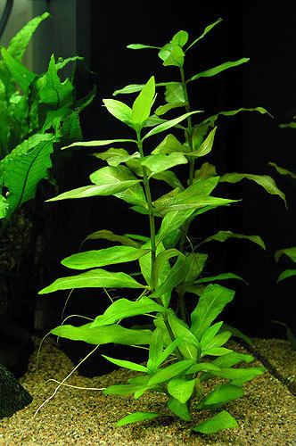 Hygrophila (plant) The Best 5 LowLight Aquarium Plants Aquascapers