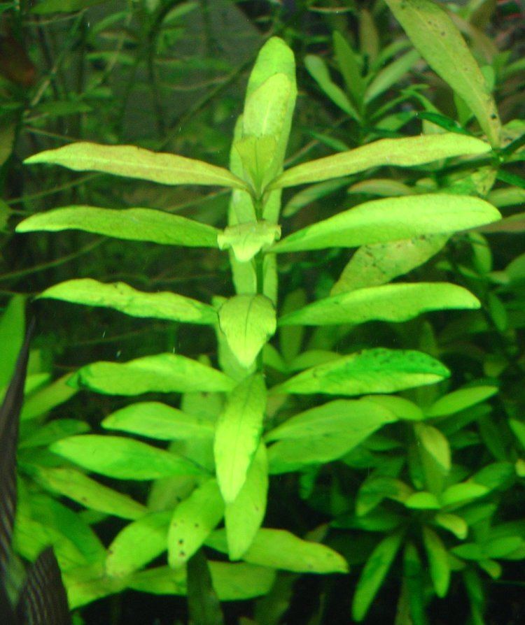 Hygrophila (plant) httpsuploadwikimediaorgwikipediacommonsaa