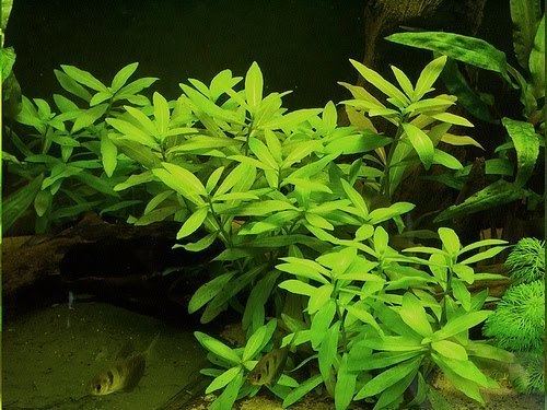Hygrophila (plant) Manage your freshwater aquarium tropical fishes and plants