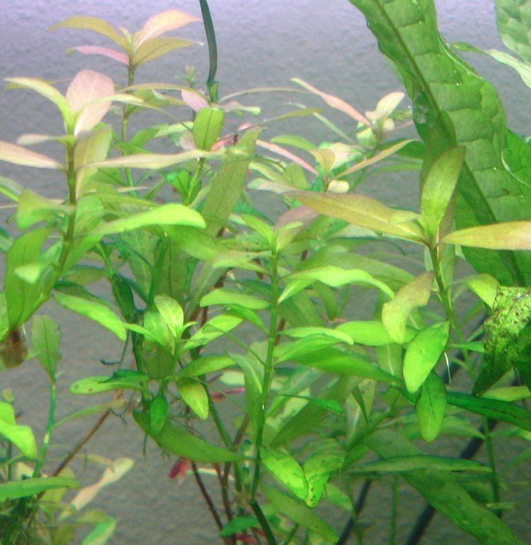 Hygrophila polysperma Hygrophila Polysperma How to Grow and Care for Hygrophila