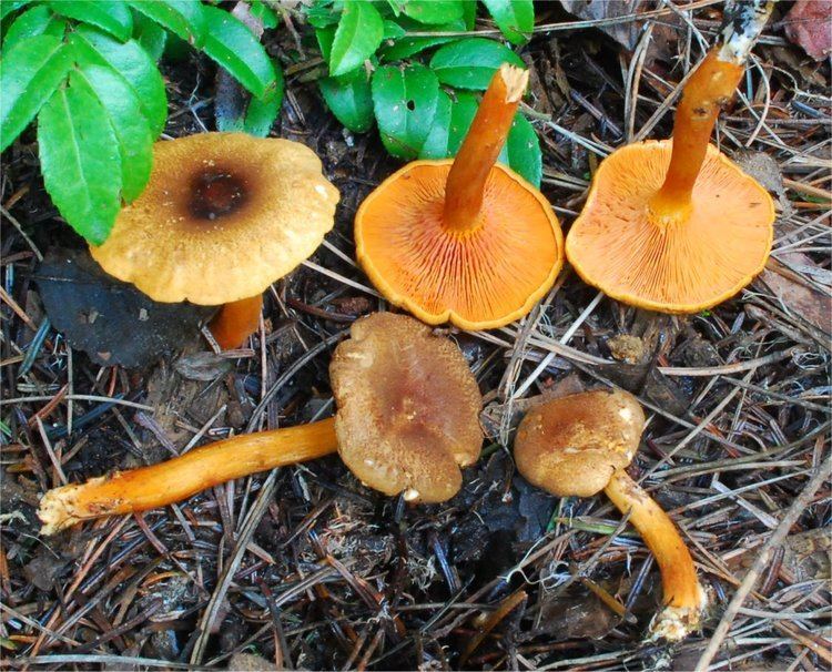 Hygrophoropsis Aurantiaca Alchetron The Free Social Encyclopedia Hygrophoropsis Aurantiaca Alchetron The Free Social Encyclopedia