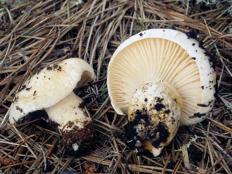 Hygrophorus California Fungi Hygrophorus gliocyclus
