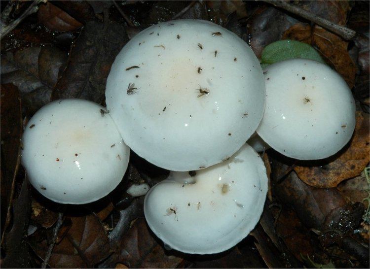 Hygrophorus eburneus Hygrophorus eburneus