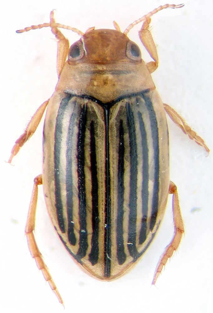 Hygrotus Hygrotus Coelambus enneagrammus Ahrens Dytiscidae