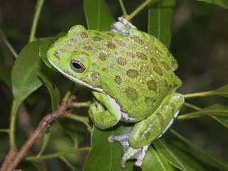 Hyla gratiosa Hyla gratiosa Barking Treefrog Discover Life