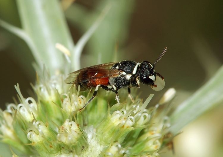 Hylaeus (bee) Hylaeus bee Wikipedia