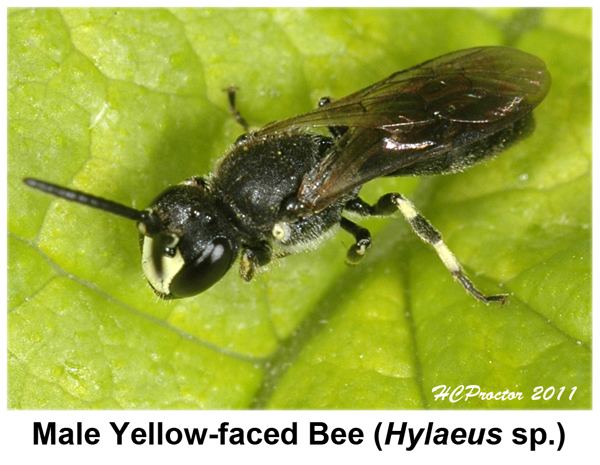 Hylaeus (bee) The Home Bug Garden Aculeata Agonistes Yellowfaced Bees Hylaeus