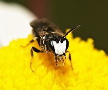 Hylaeus (bee) httpsuploadwikimediaorgwikipediacommonsthu