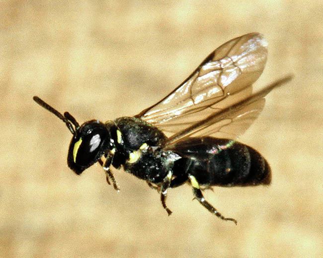 Hylaeus (bee) Bees and wasps in flight