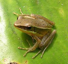 Hylarana Hylarana Wikipedia