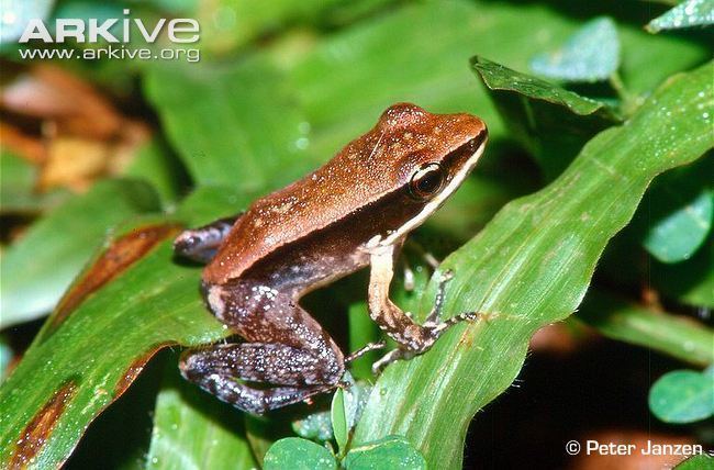 Hylarana Bronze frog photo Hylarana temporalis G103965 ARKive