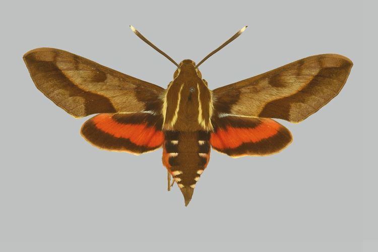 Hyles calida sphingidaemyspeciesinfositessphingidaemyspeci