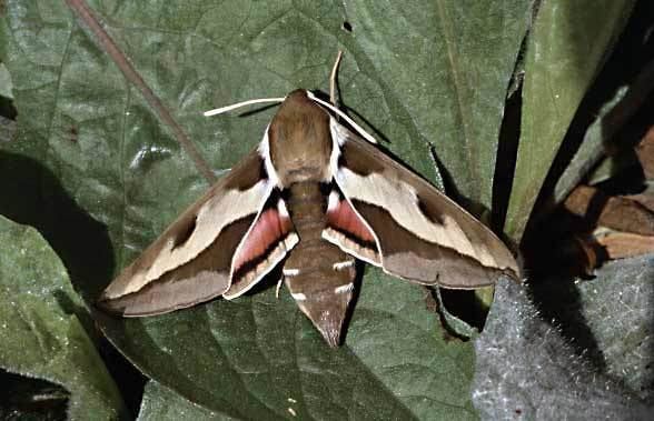 Hyles gallii European Lepidoptera and their ecology Hyles gallii