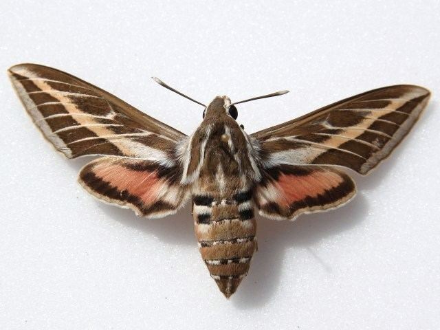 Hyles livornica Hyles livornica African Moths