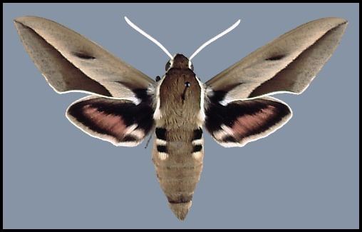 Hyles (moth) tpittawaytripodcomsphinxhhipa2jpg