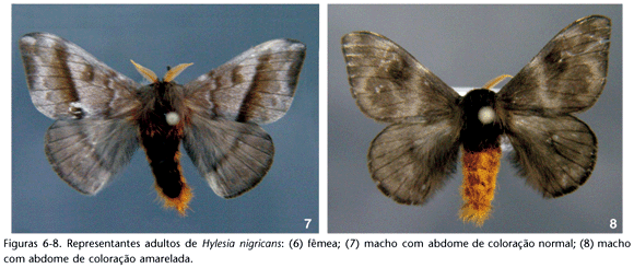 Hylesia nigricans Biology of Hylesia nigricans Berg Lepidoptera Saturniidae