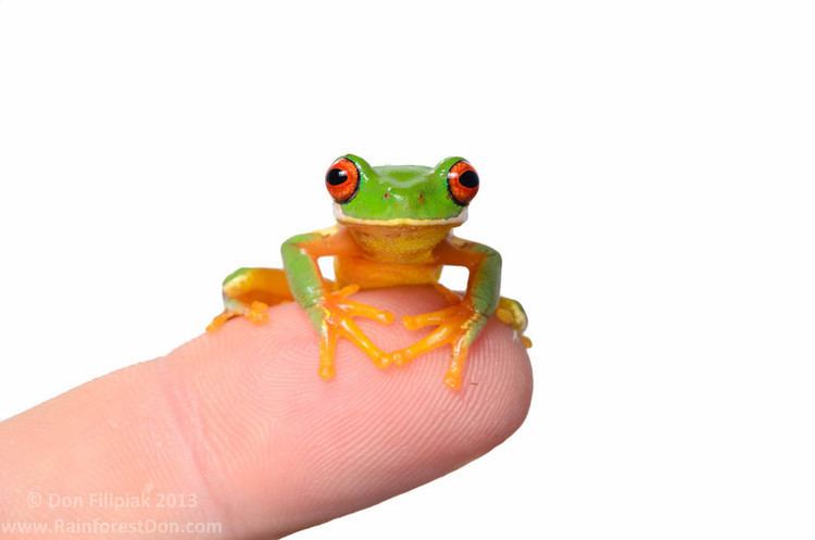 Hylidae Treefrogs and the like Hylidae Central America rainforestdon