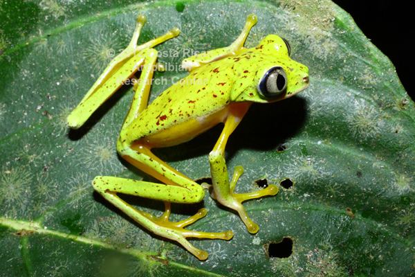 Hylidae Family Hylidae Costa Rican Amphibian Research Center