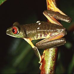 Hylidae Hylidae Wikipedia