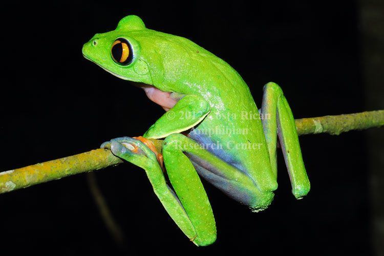 Hylidae Family Hylidae Costa Rican Amphibian Research Center