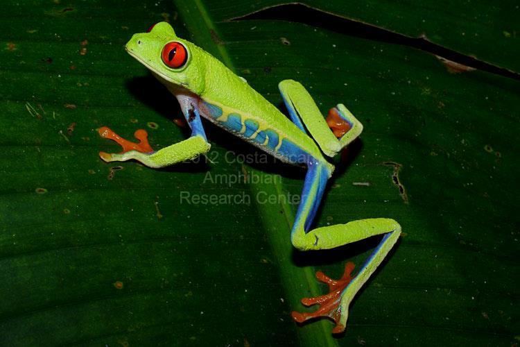 Hylidae Family Hylidae Costa Rican Amphibian Research Center