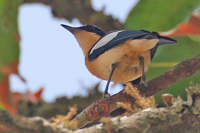 Hyliota Hyliota family Hyliotidae