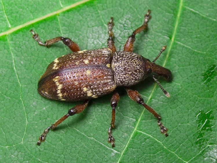 Hylobius transversovittatus Hylobius transversovittatus