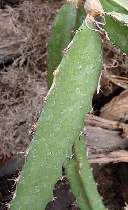 Hylocereus costaricensis Rica Nightblooming Cactus Hylocereus costaricensis