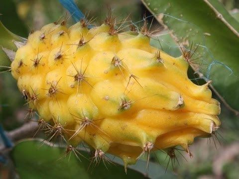 Hylocereus megalanthus EXOTIC FRUITS Pitaya Yellow Dragon Fruit Hylocereus Megalanthus