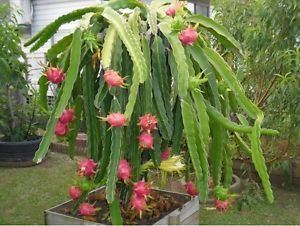 Hylocereus undatus Dragon Fruit Hylocereus Undatus Pitaya Hybrid ROOTED PLANTS 5