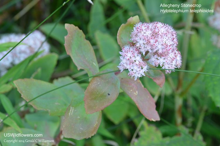 Hylotelephium telephioides US Wildflower Allegheny Stonecrop Allegheny Liveforever