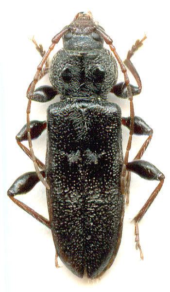 Hylotrupes Hylotrupes bajulus Linn 1758 Cerambycidae
