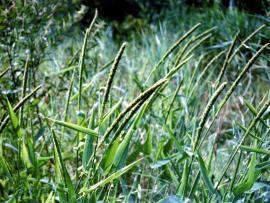 Hymenachne NSW WeedWise