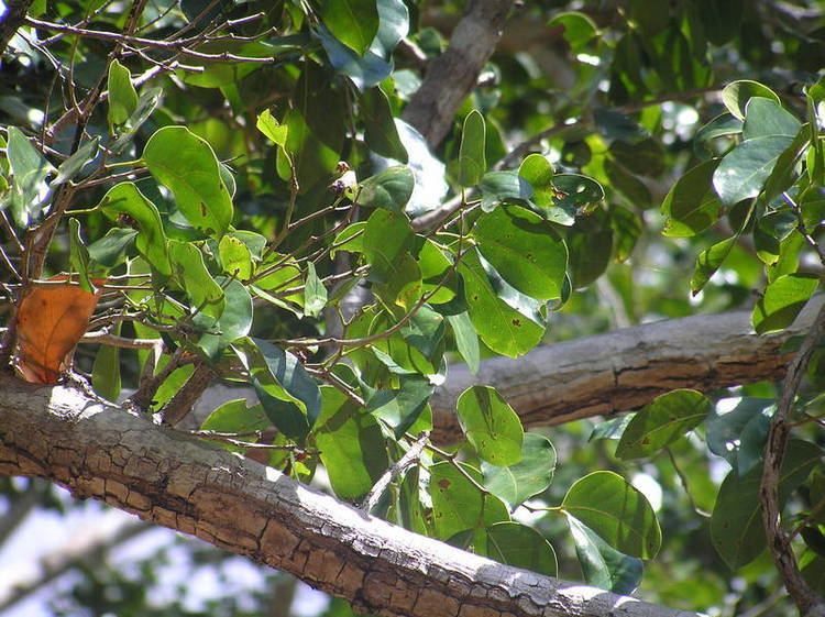Hymenaea verrucosa Mpingo Conservation Hymenaea verrucosa Gum copal