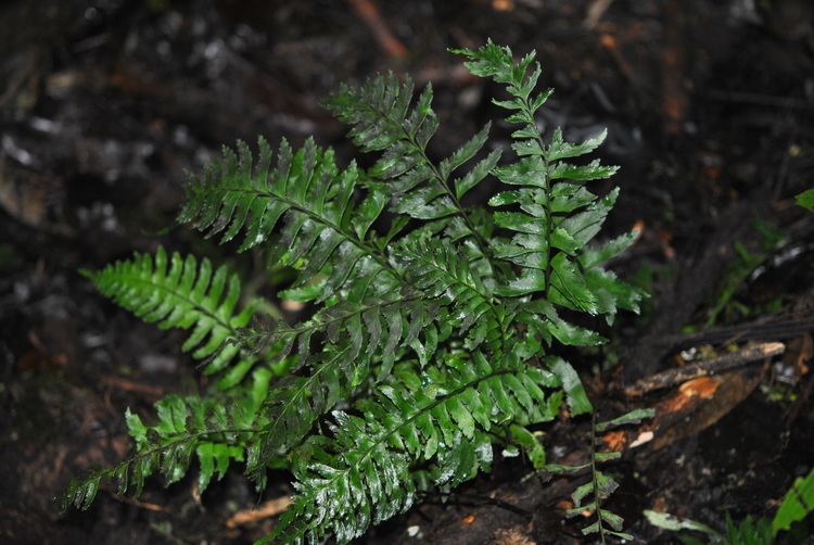 Hymenasplenium Hymenasplenium laetum Ferns and Lycophytes of the World