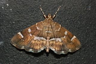Hymenia perspectalis Hymenia perspectalis Spotted Beet Webworm Moth Discover Life